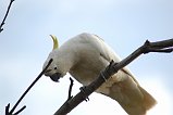 Sulphur-Crested Cockatoo 104